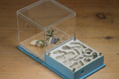 Fallen Fortress Formicarium (Light Blue 3428)