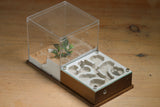 Fallen Fortress Formicarium (Red 3429)(Canyon)