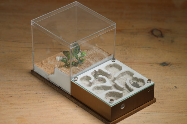 Fallen Fortress Formicarium (Red 3429)(Canyon)