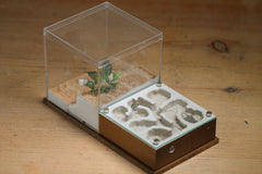 Fallen Fortress Formicarium (Red 3429)(Canyon)