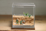 Fallen Fortress Formicarium (Red 3429)(Canyon)