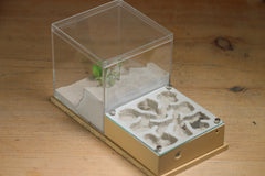Fallen Fortress Formicarium (Beige 3430)(Canyon)