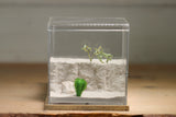 Fallen Fortress Formicarium (Beige 3430)(Canyon)