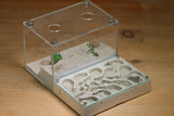 Mini Labyrinth (Bone 3232)(Canyon)(MQ Box)