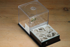 Fallen Fortress Formicarium (Black 3451)(Canyon)