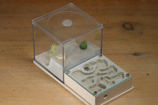 Fallen Fortress Formicarium (Bone 3452)(Canyon)