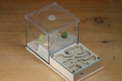 Fallen Fortress Formicarium (Bone 3452)(Canyon)