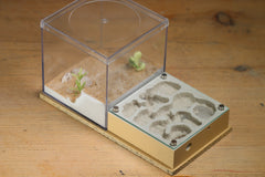 Fallen Fortress Formicarium (Beige 3453)(Canyon)
