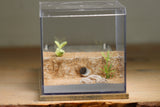 Fallen Fortress Formicarium (Beige 3453)(Canyon)