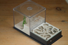 Fallen Fortress Formicarium (Grey 3454)(Canyon)