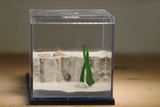 Fallen Fortress Formicarium (Grey 3454)(Canyon)