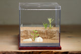 Fallen Fortress Formicarium (Red 3457)(Canyon)