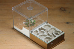 Fallen Fortress Formicarium (Gold 3458)(Canyon)