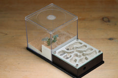 Fallen Fortress Formicarium (Black 3502)(Canyon)