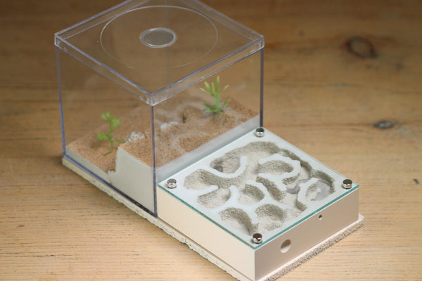 Fallen Fortress Formicarium (Bone 3505)(Canyon)