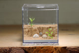 Fallen Fortress Formicarium (Bone 3505)(Canyon)