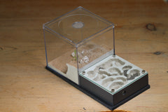 Fallen Fortress Formicarium (Grey 3508)(Canyon)