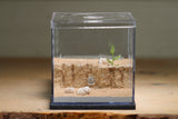 Fallen Fortress Formicarium (Grey 3508)(Canyon)
