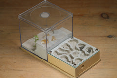 Fallen Fortress Formicarium (Beige 3509)(Canyon)