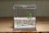 Fallen Fortress Formicarium (Beige 3510)(Canyon)