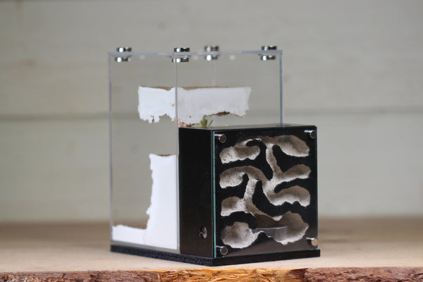 Fortress Formicarium (3101 Black)(X-Tall/MQ Box)