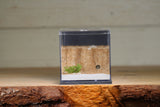 Fortress Formicarium (3106 Grey)