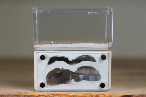 Mini Hearth, Bifurcated (Bone 707)