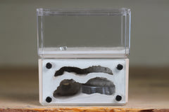 Mini Hearth, Bifurcated (Bone 709)