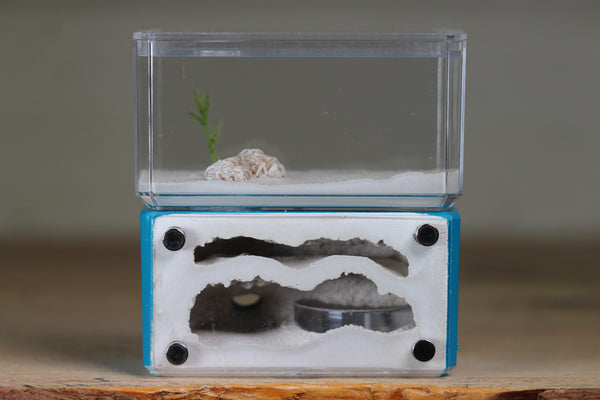 Mini Hearth, Bifurcated (Aqua Blue 720)