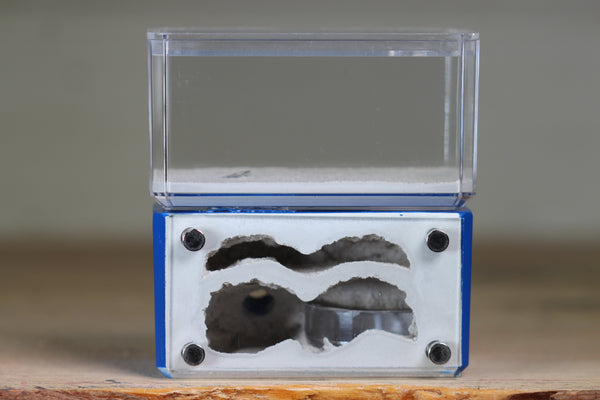 Mini Hearth, Bifurcated (Dark Blue 738)