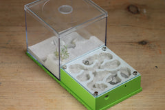 Fallen Fortress (LIME 3047)