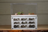 Nucleus Type III (Beige 2060)