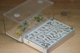 Labyrinth (Bone 3406)