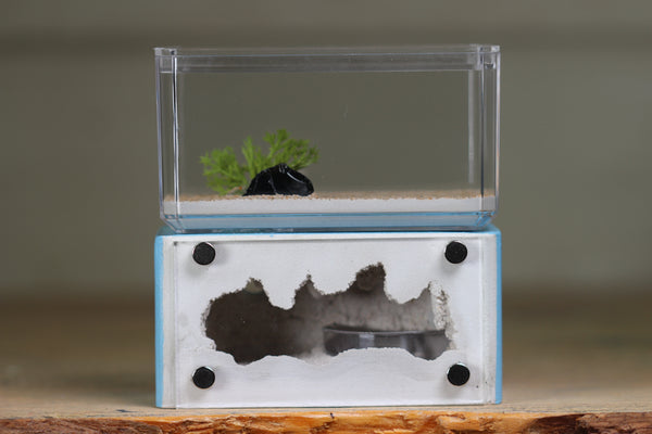 Mini Hearth (Light Blue 1619)