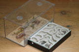 Mini Labyrinth (Black 153)