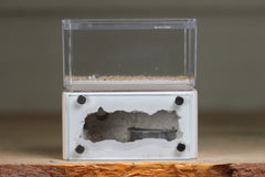 Mini Hearth (Bone 1661)