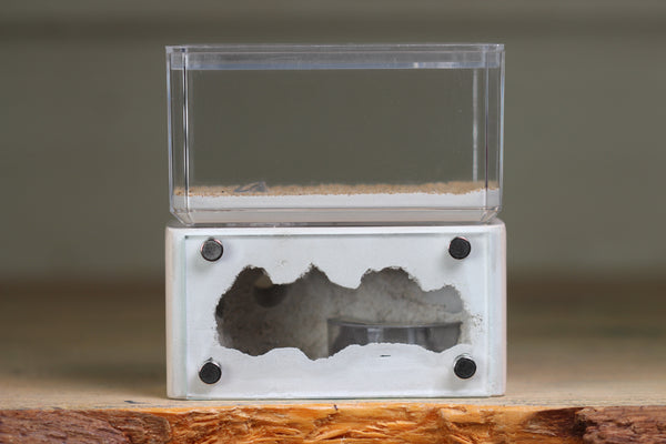Mini Hearth (Bone 1663)