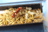 Pogonomyrmex occidentalis (30+ workers, Queen)(Ants Only)