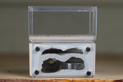 Mini Hearth, Bifurcated (Bone 3957)