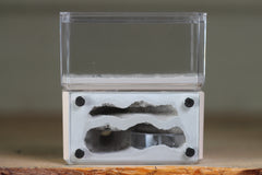 Mini Hearth, Bifurcated (Bone 3958)