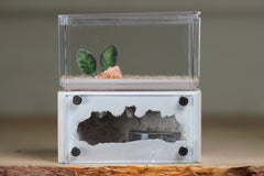 Mini Hearth (Bone 1805)