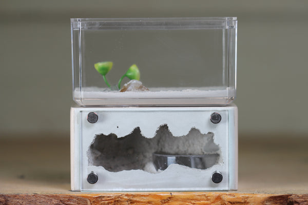 Mini Hearth (Bone 1806)