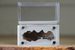 Mini Hearth (Bone 1910)