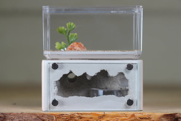 Mini Hearth (Bone 1911)