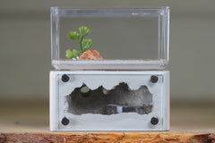 Mini Hearth (Bone 1911)