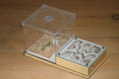 Fallen Fortress (Beige 3562)