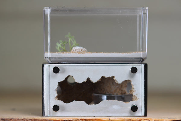 Mini Hearth (Black 2004)