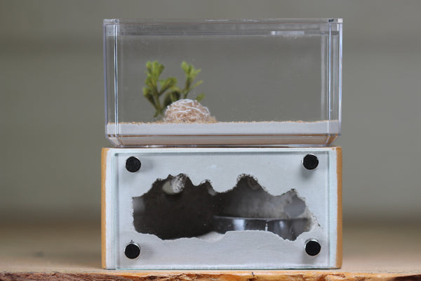 Mini Hearth (Brown 2014)