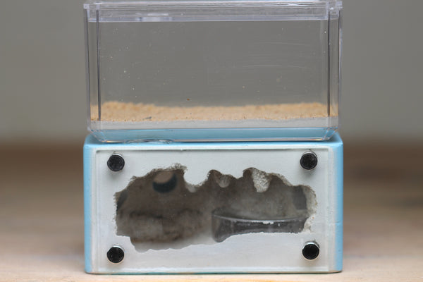 Pogonomyrmex rugosus Colony (10-15 workers, Queen)w/ Mini Hearth