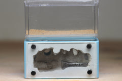 Pogonomyrmex rugosus Colony (10-15 workers, Queen)w/ Mini Hearth